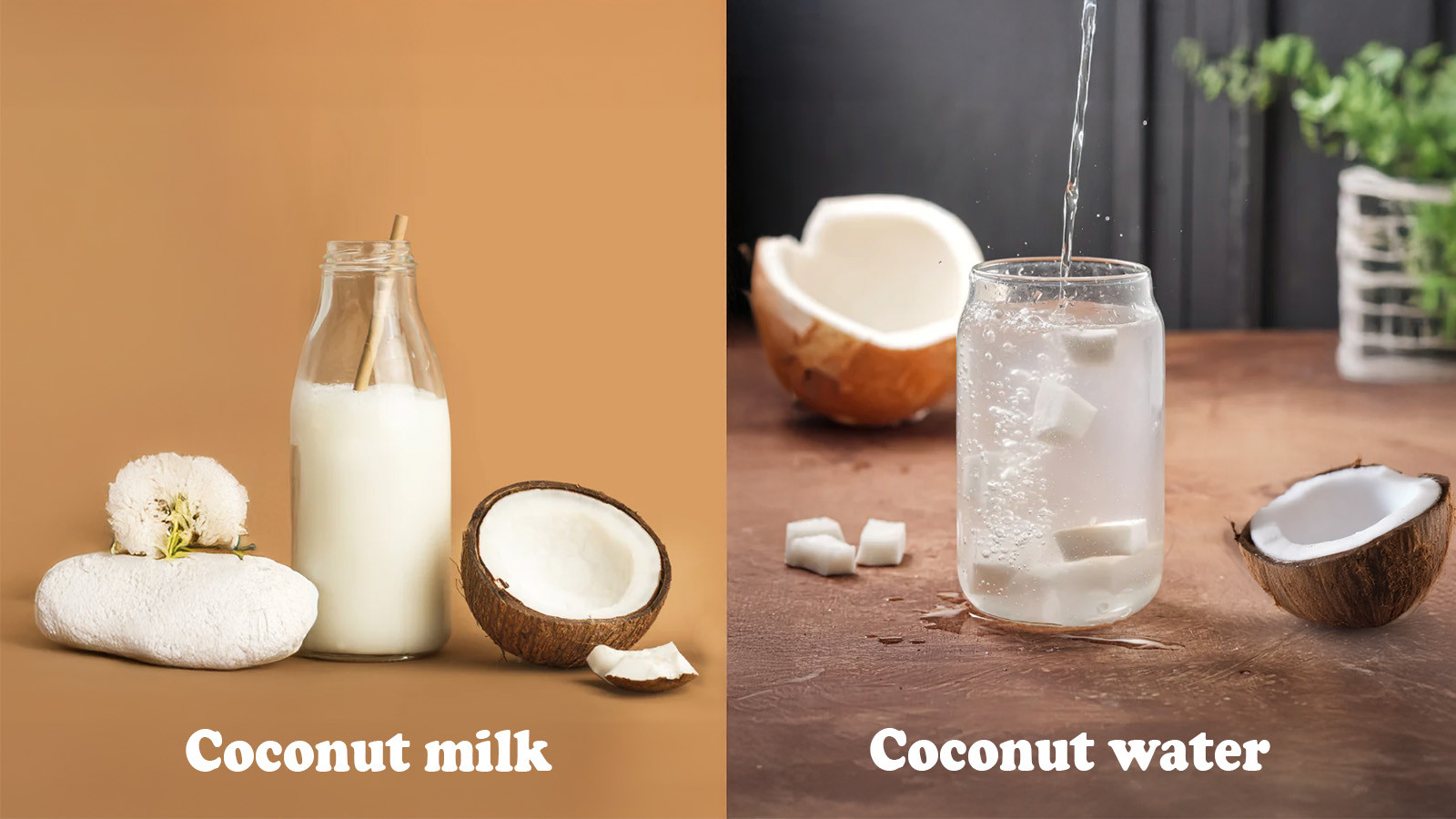 The difference coconut milk and coconut water (1)