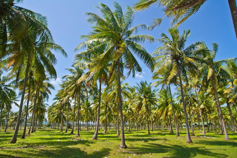 Quality coconut water