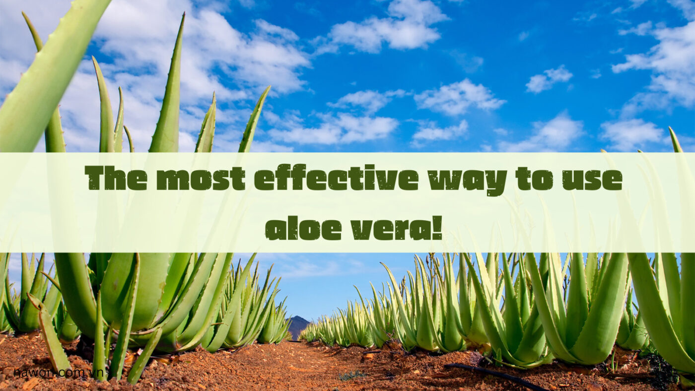 The most effective way to use aloe vera (6)